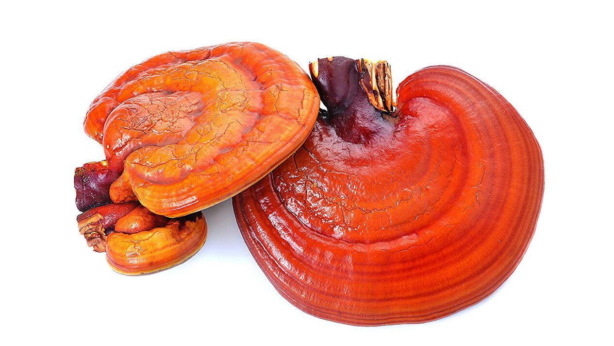 Reishi Pilzextrakt in Magatoa